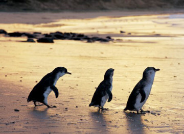 Australien Reise - Phillip Island