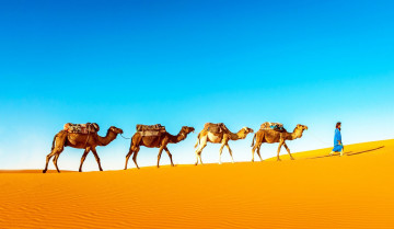 Marokko Reise - Kamele