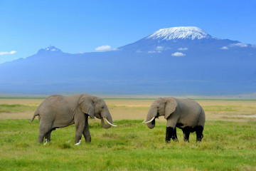 Tansania Reise - Kilimanjaro 