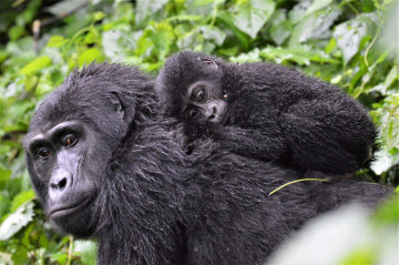Gorilla Familie