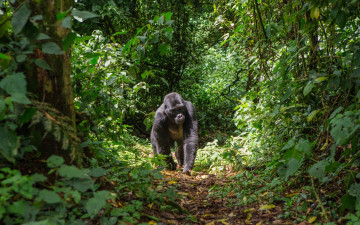 Gorilla Nationalpark