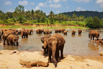 Sri Lanka Reise: Elefanten