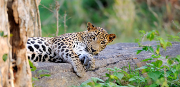Sri Lanka Reise: Leopard