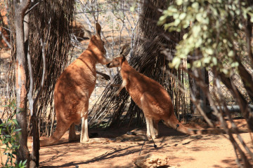 Australien Reise - Kängurus