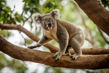 Australien Reise - Koalabär