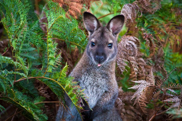 Australien Reise - Wallaby