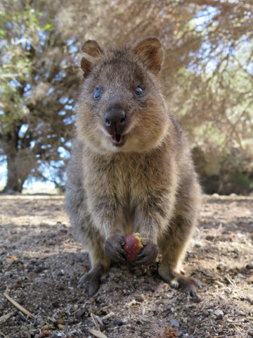 Australien Reise - Quokka