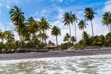 Ecuador Reise Strand Palmen 