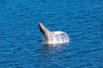 reise-mexiko-baja-california