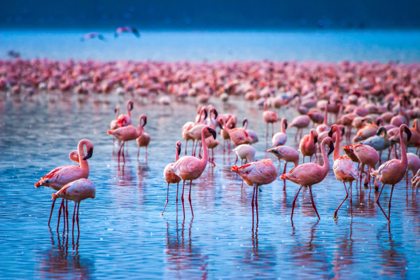 Impressionsfoto für Privatreise - Safari und Strand