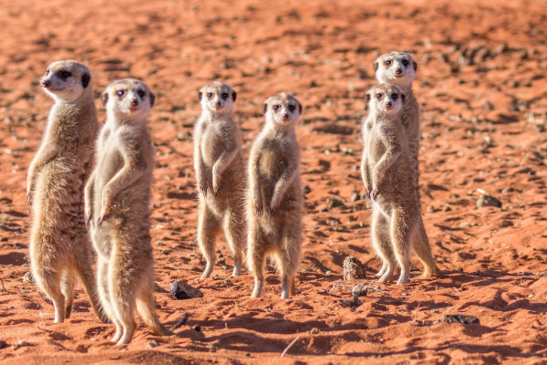 Impressionsfoto für Mietwagenrundreise - Namibia Exklusiv