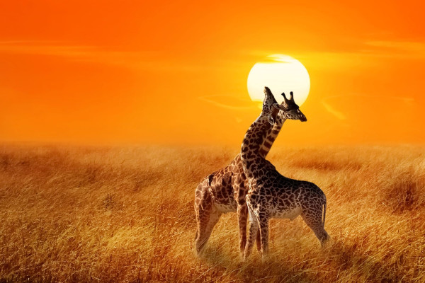 Impressionsfoto für Privatreise - Familienabenteuer Safari & Strand