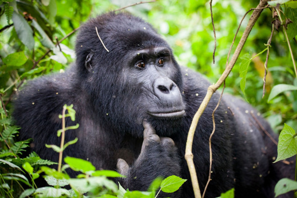 Impressionsfoto für Privatreise - Gorillas Hautnah