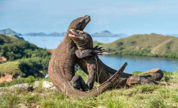 Impressionsfoto für Privatreise - Insel Flores & Komodo Nationalpark