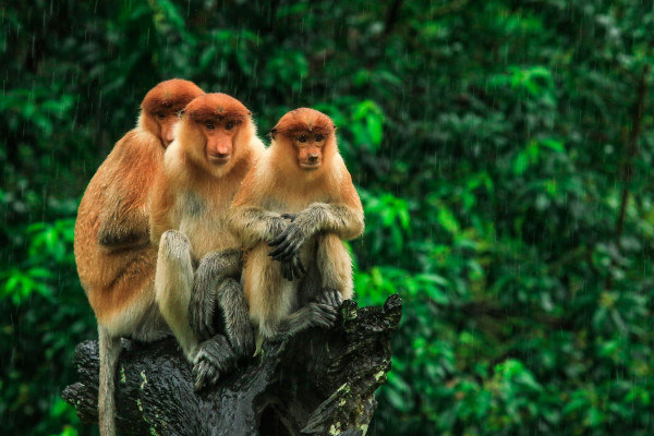 Impressionsfoto für Gruppenreise - Zauberhaftes Borneo