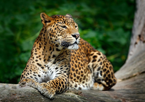 Impressionsfoto für Privatreise - Wunderschöne Wildnis & Küste