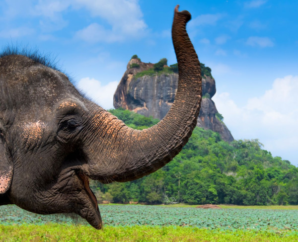 Impressionsfoto für Privatreise - Höhepunkte Sri Lankas
