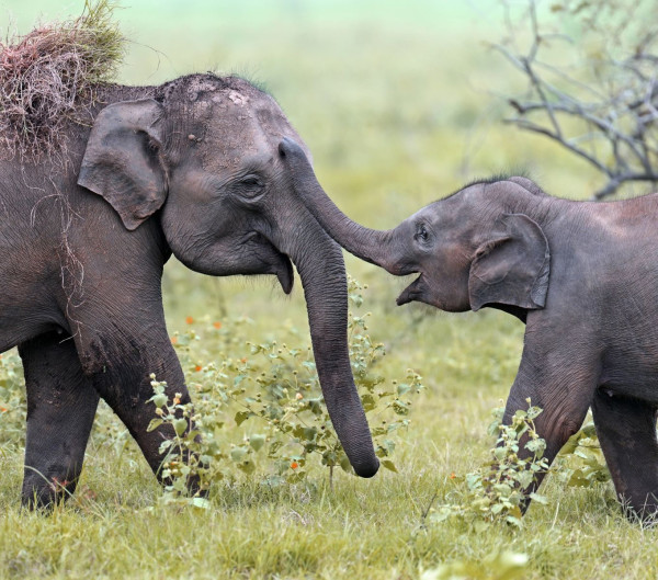 Impressionsfoto für Privatreise Deluxe - Sri Lankas Big 5