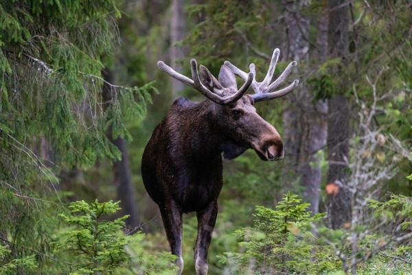 Impressionsfoto für Gruppenreise - Traumhaftes Südschweden