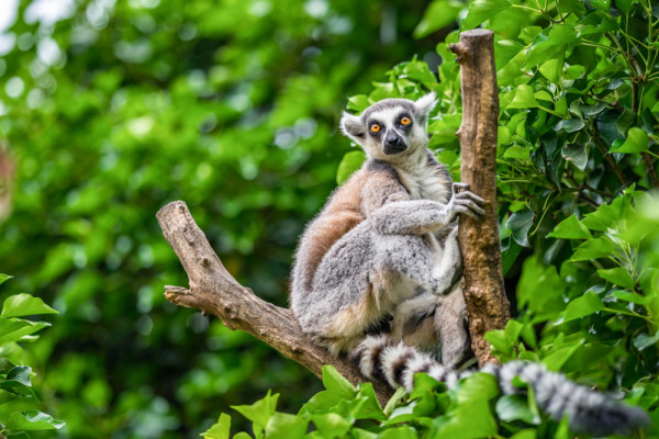 Impressionsfoto für Privatreise -  Madagaskar hautnah: Flussabenteuer, Baobabs und Nationalparks