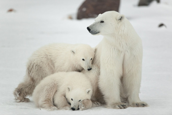 Impressionsfoto für Kanada Reise - Eisbären Abenteuer 