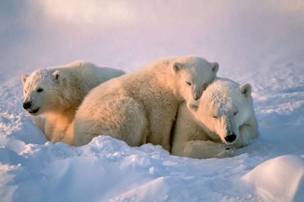 Impressionsfoto für Kanada Reise - Eisbären Expedition Churchill