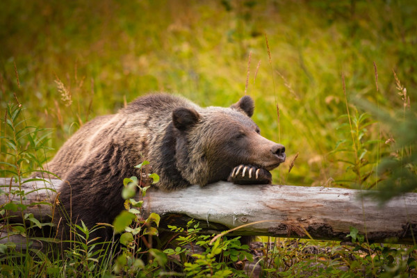 Impressionsfoto für Mietwagenrundreise - Westkanada Bed & Breakfast Tour
