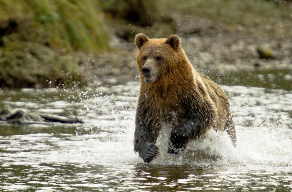 Impressionsfoto für Mietwagenrundreise - Berge, Abenteuer & Wildnis im Nordwesten