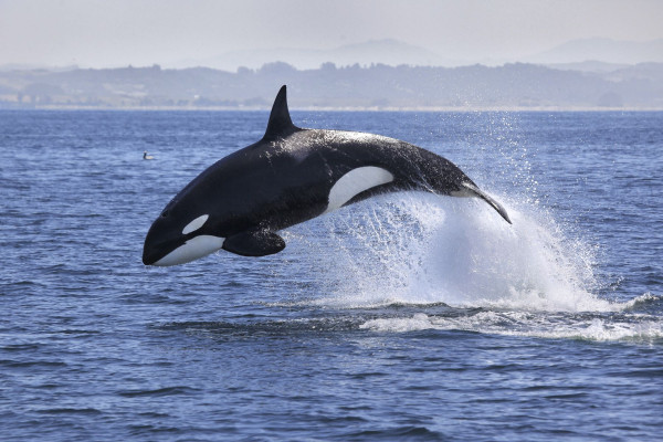 Impressionsfoto für Mietwagenrundreise - Vancouver Island & Sunshine Coast