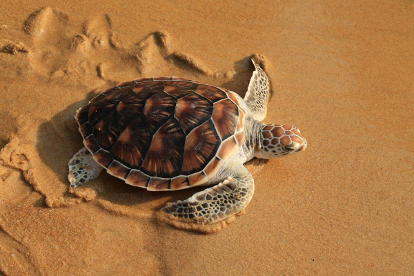 Impressionsfoto für Kleingruppenreise - Klassisches Costa Rica