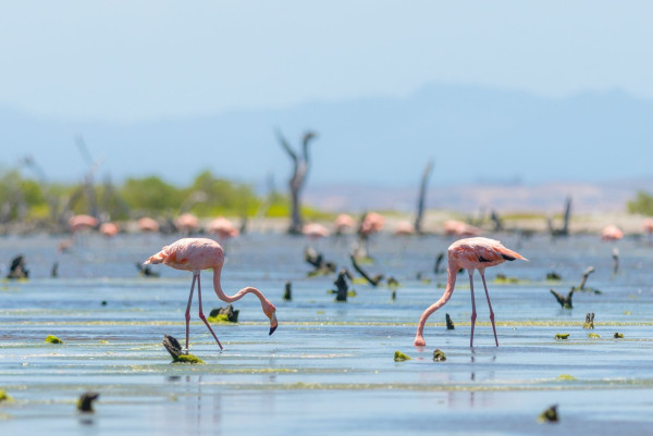 Impressionsfoto für Mietwagenreise - von Canaima bis zur Isla Margarita