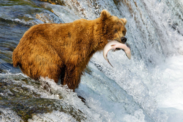 Impressionsfoto für Mietwagenrundreise - Alaska & Yukon Abenteuer