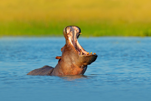 Namibia & Botswana Explorer