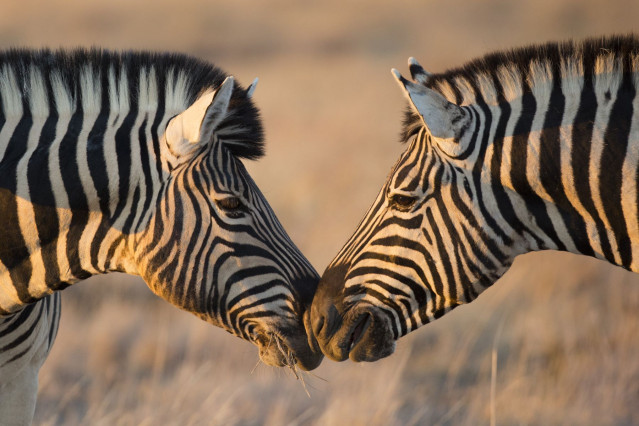 Afrika Urlaub - Namibias Höhepunkte