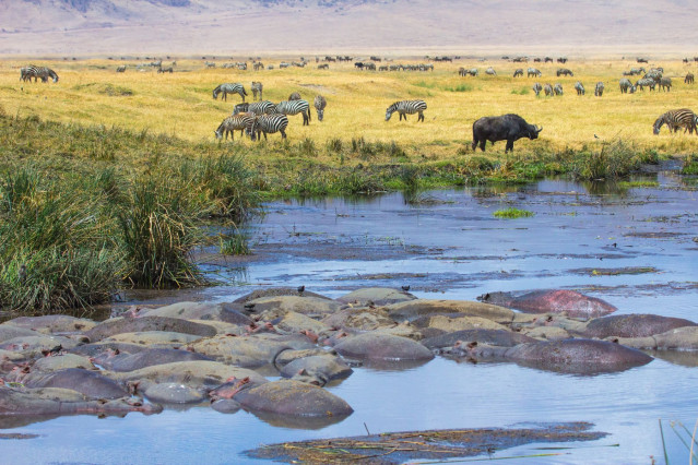 Flusspferde Ngorongoro