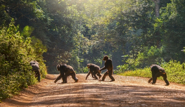 Bwindi Impenetrable NP