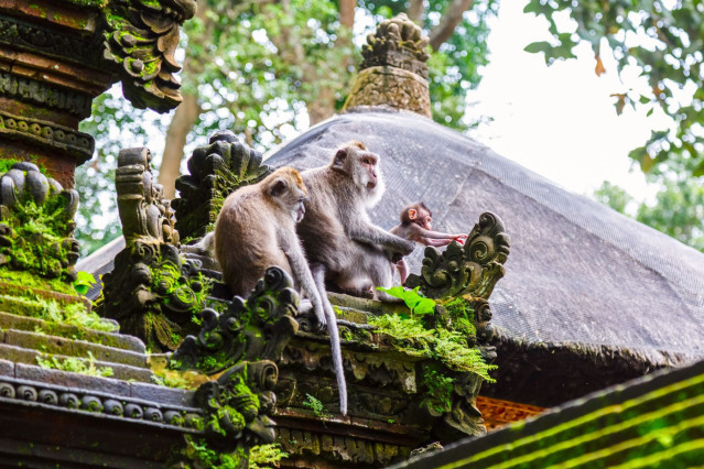Indonesien Reise: Affen in Ubud - Bali