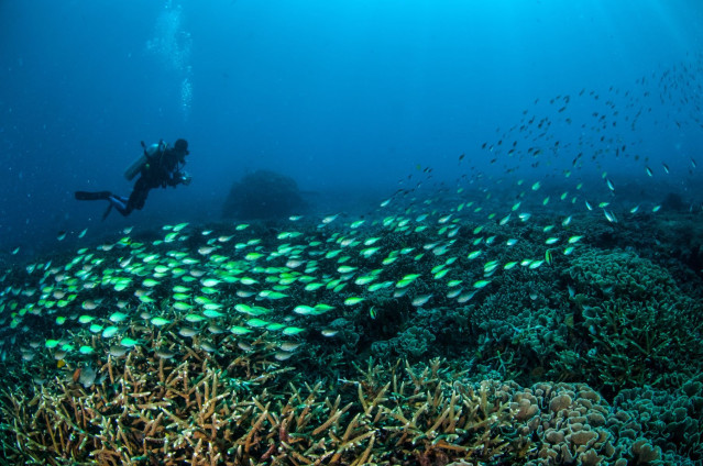 Indonesien Reise: Tauchen - Gili Inselkette
