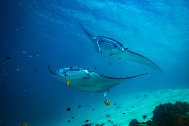 Reise Indonesien: Komodo Nationalpark