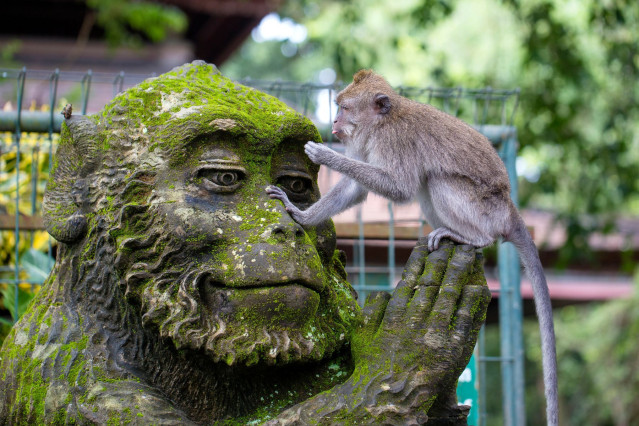 Indonesien Reise: Affenwald Ubud - Bali