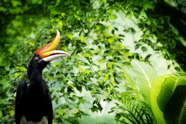 Malaysia Reise - Taman Negara Nationalpark 