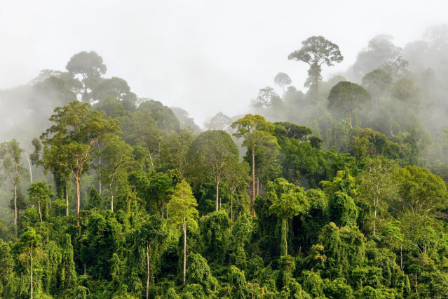 Malaysia Reise - Taman Negara Nationalpark 