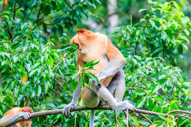 Reise Malaysia - Borneo