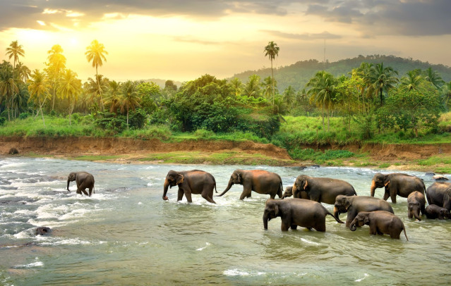 Sri Lanka Urlaub - Elefanten