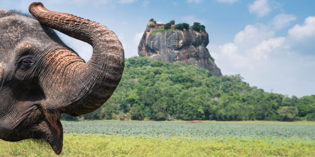 Sri Lanka Urlaub - Sigiriya Elefant