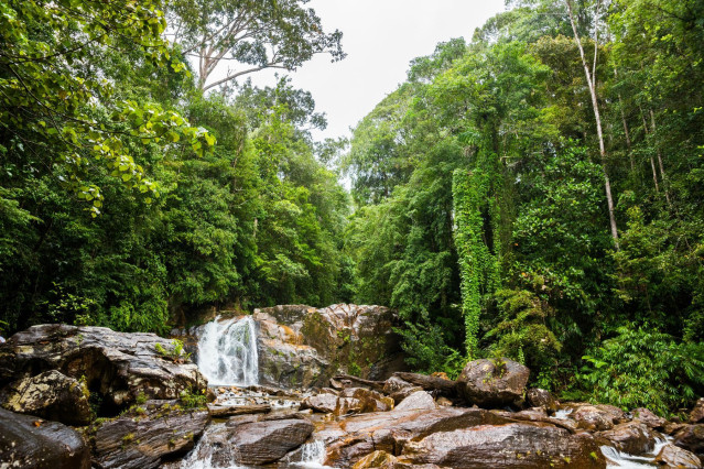 Sri Lanka Reise: Sinharaja Forest