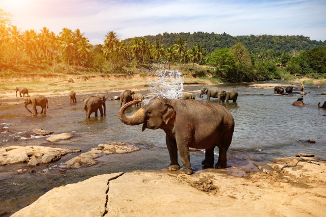 Sri Lanka Reise: Elefanten