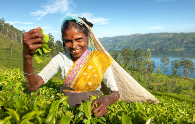 Reise Sri Lanka: Teeplantage