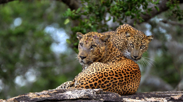 Sri Lanka Reise: Leoparden im Yala Nationalpark