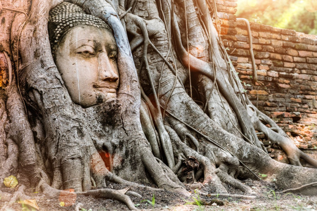 Reise Thailand: Buddha Baum - Ayutthaya